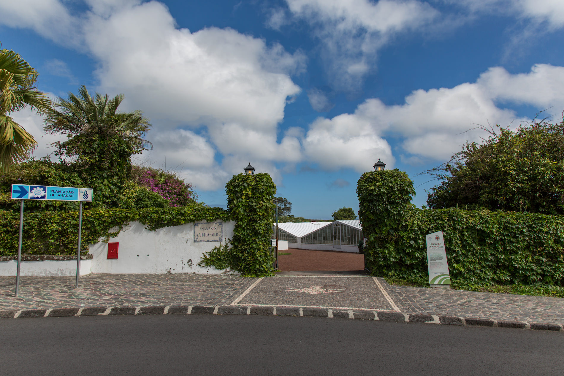 Plantação de Ananases Arruda